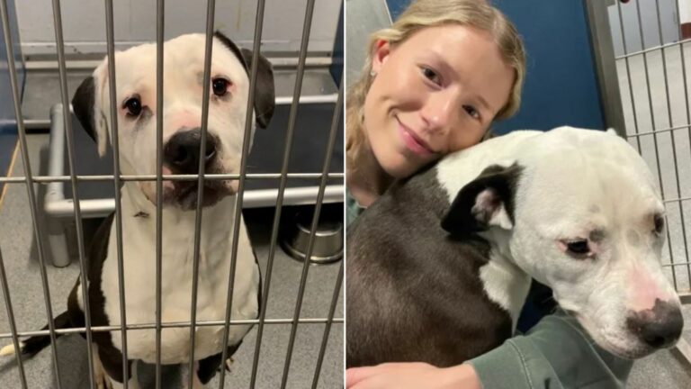Shelter dog