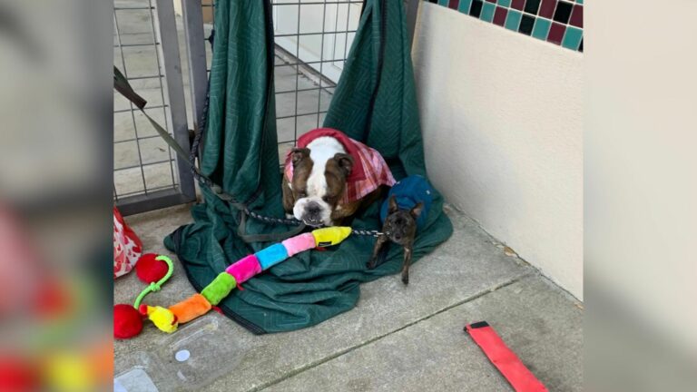 tied dog to gate