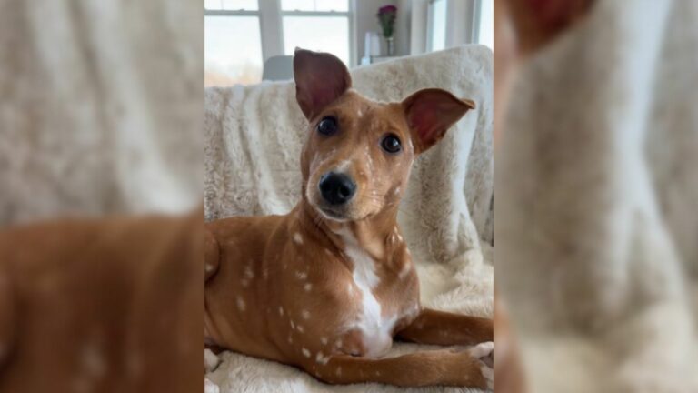 unique dog