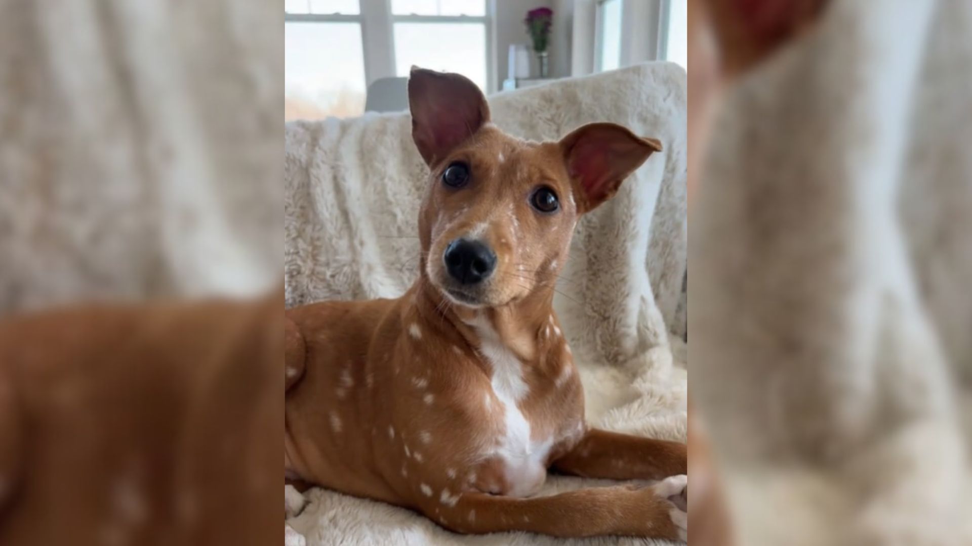 Unique Deer-Looking Dog Saved From The Streets By New Jersey Girl Is Now A Real-Life Bambi