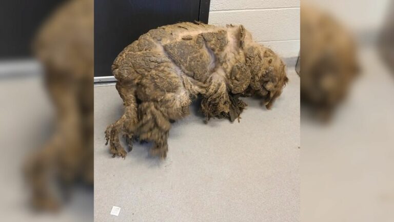neglected dog
