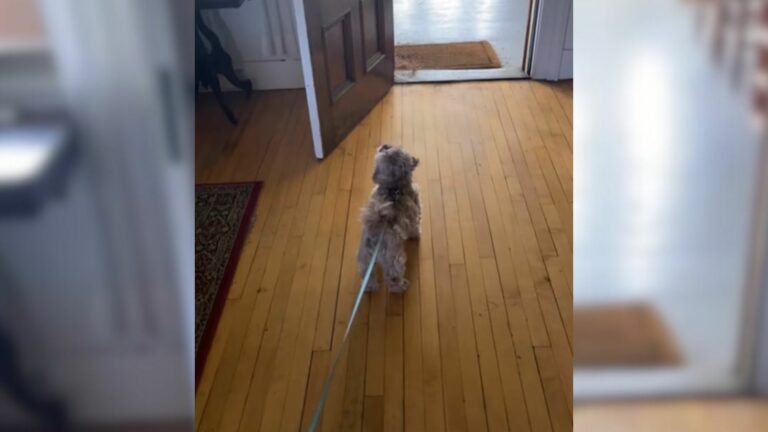 trimmed dog