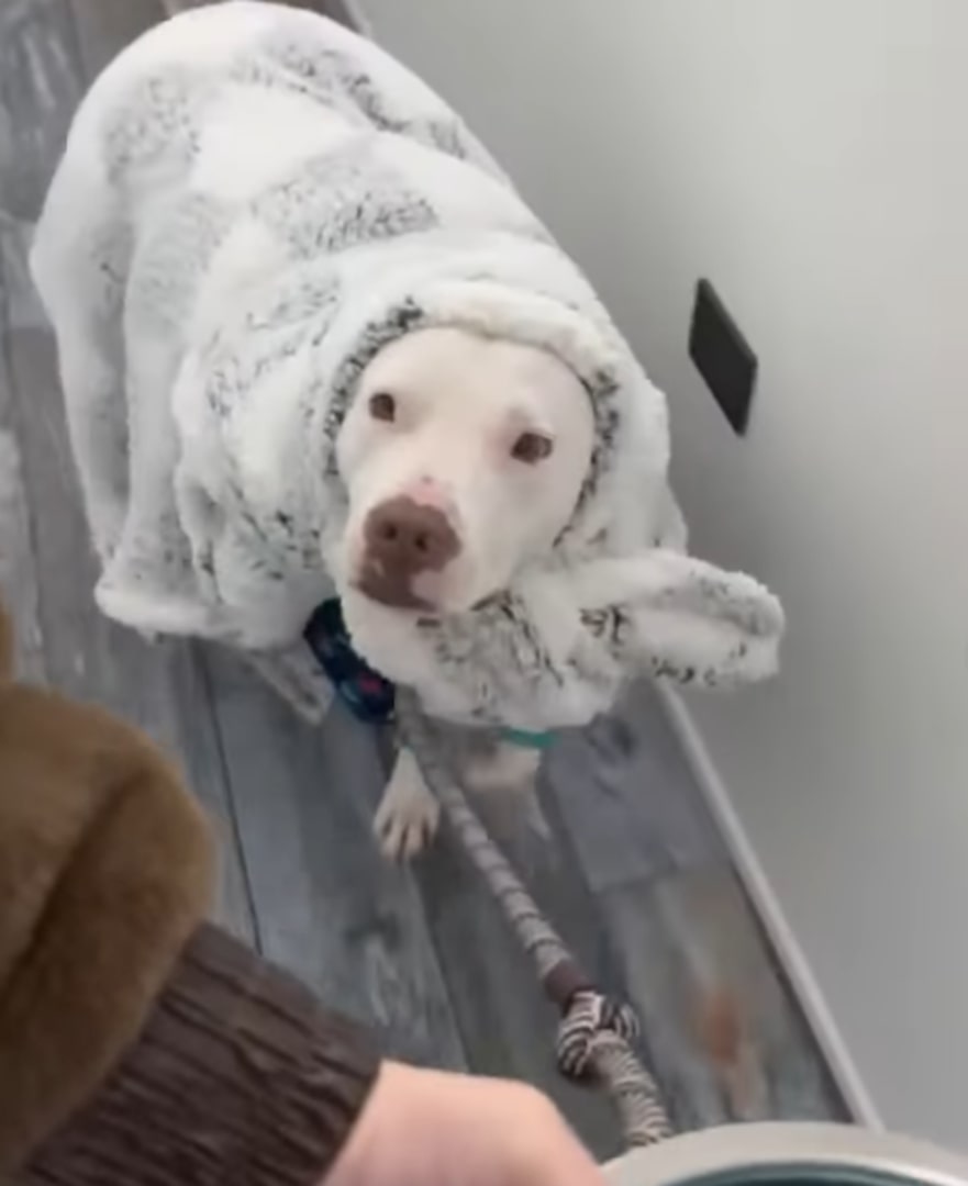 White dog in blanket
