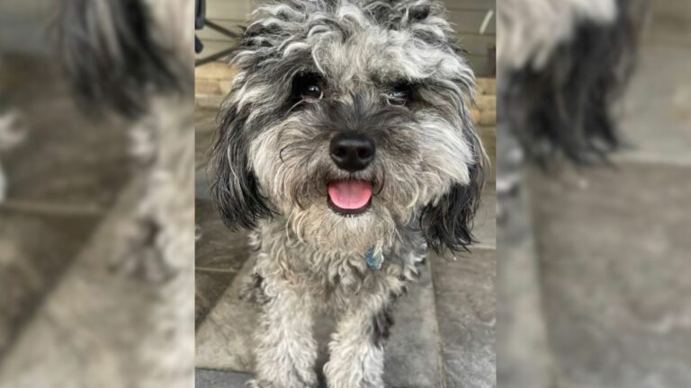 dog with overgrown fur