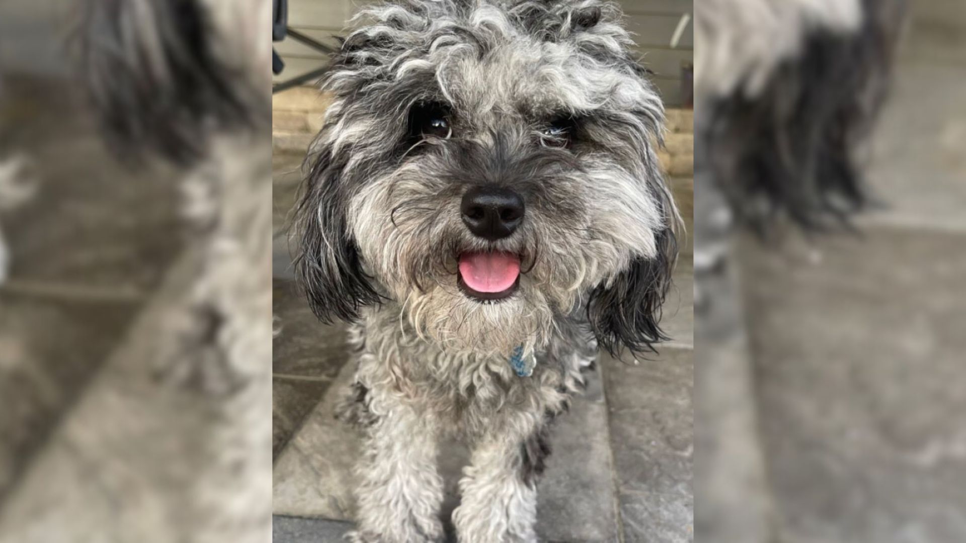 Woman From Indiana Took Her Dog To A Groomer Only To Later Realize Something Went Wrong