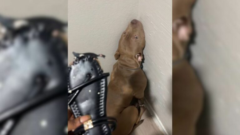 cute brown dog