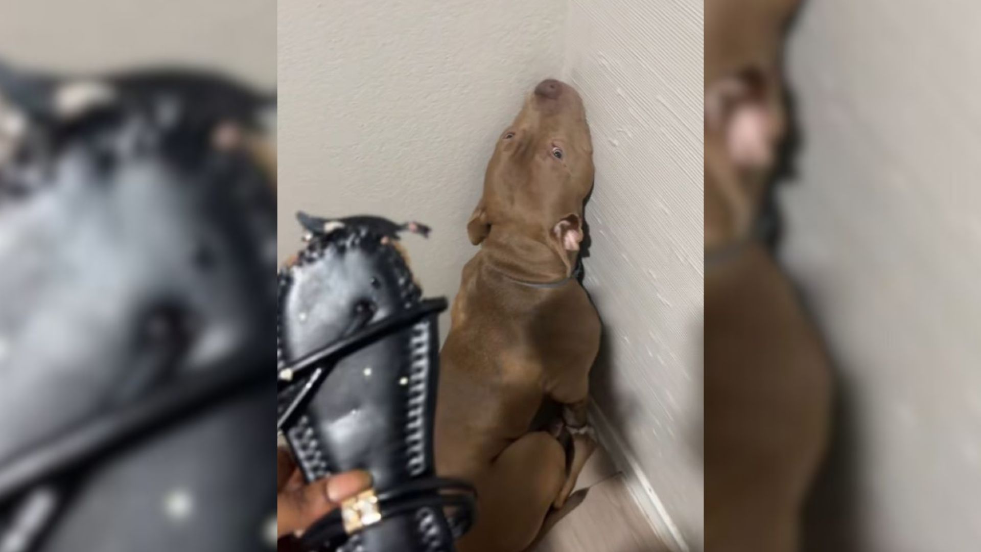 Woman From Texas Realized Someone Chewed On Her Shoe Only To Quickly Learn Who The Culprit Was