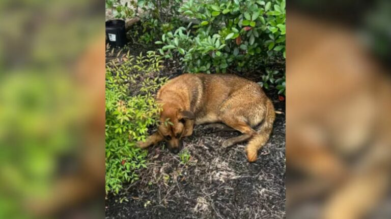 injured dog laying down