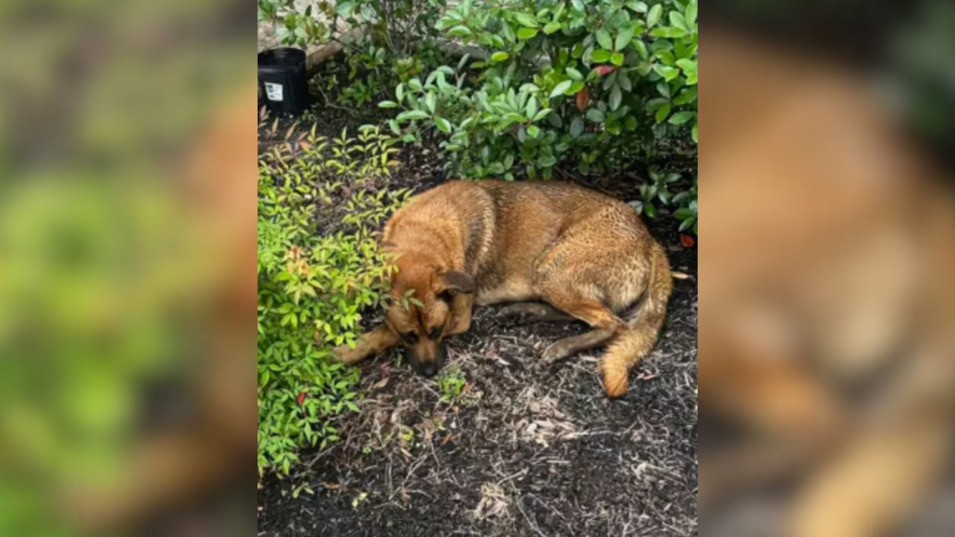 Woman Heartbroken To Find Injured Dog Who Was Roaming A Texas Neighborhood Pleading For Help