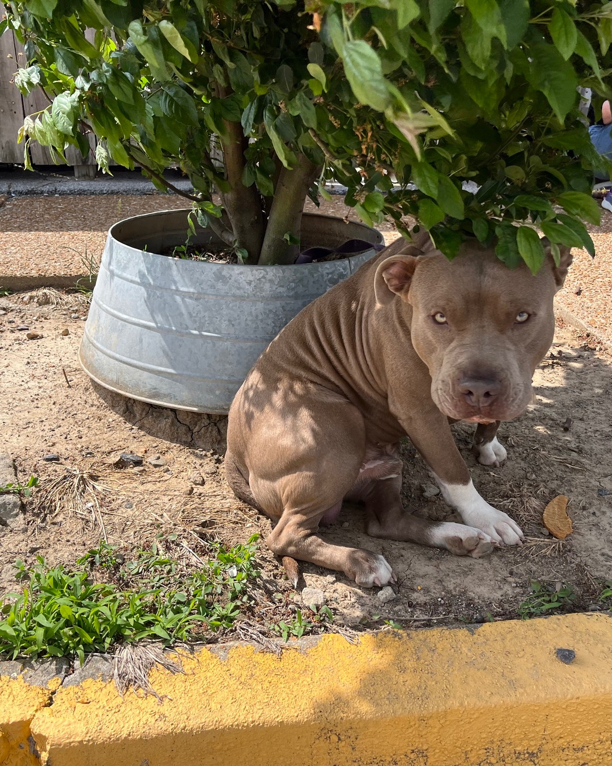 abandoned dog