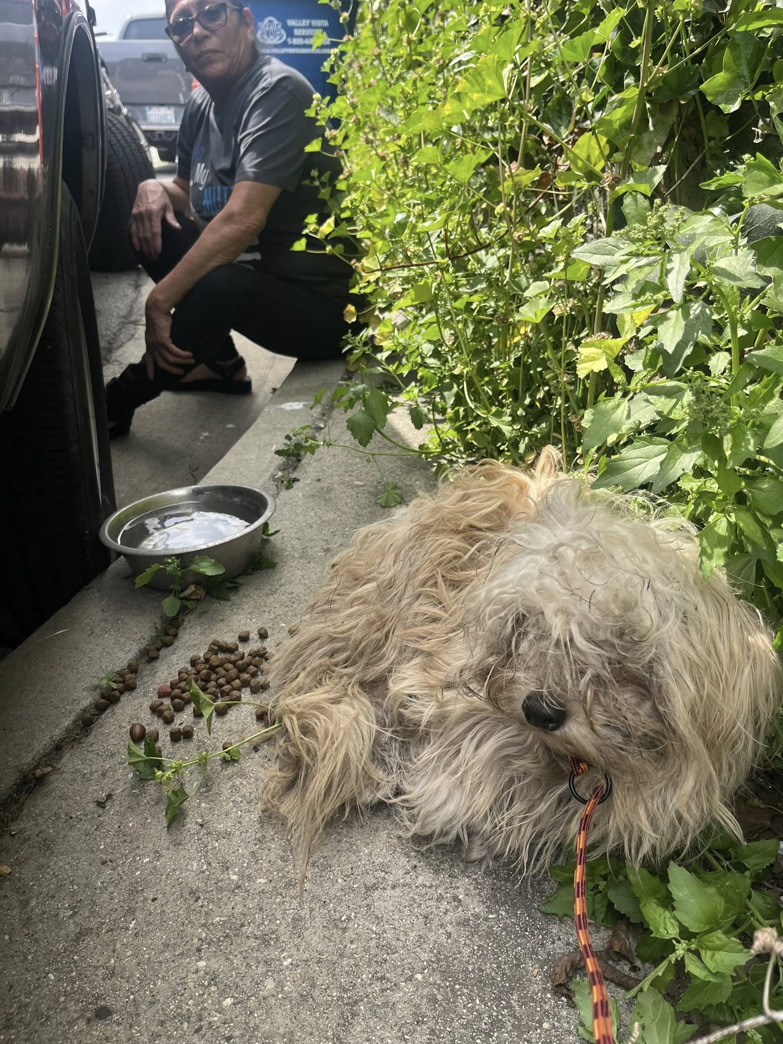 abused dog and food