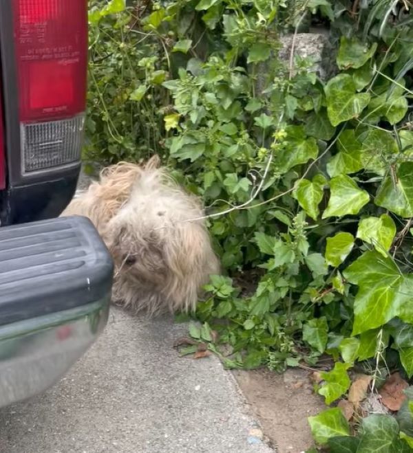 abused dog near car