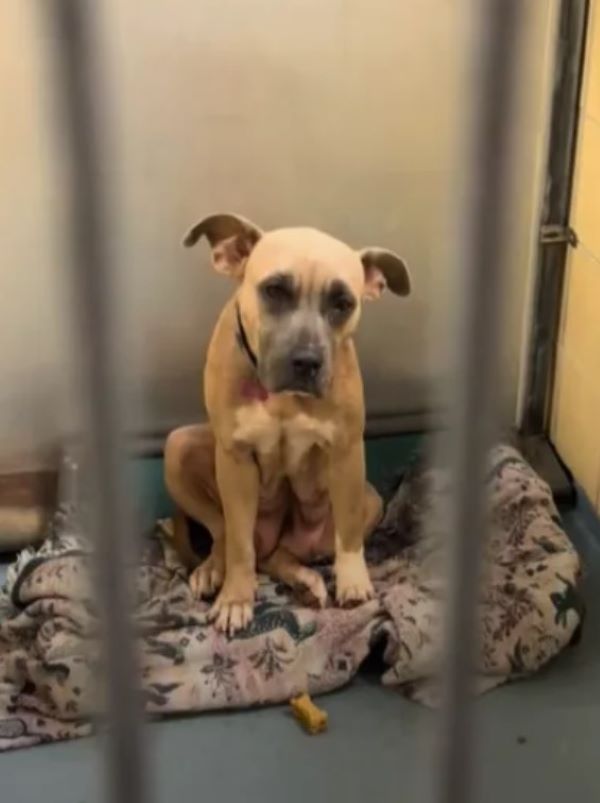 abused dog sitting down