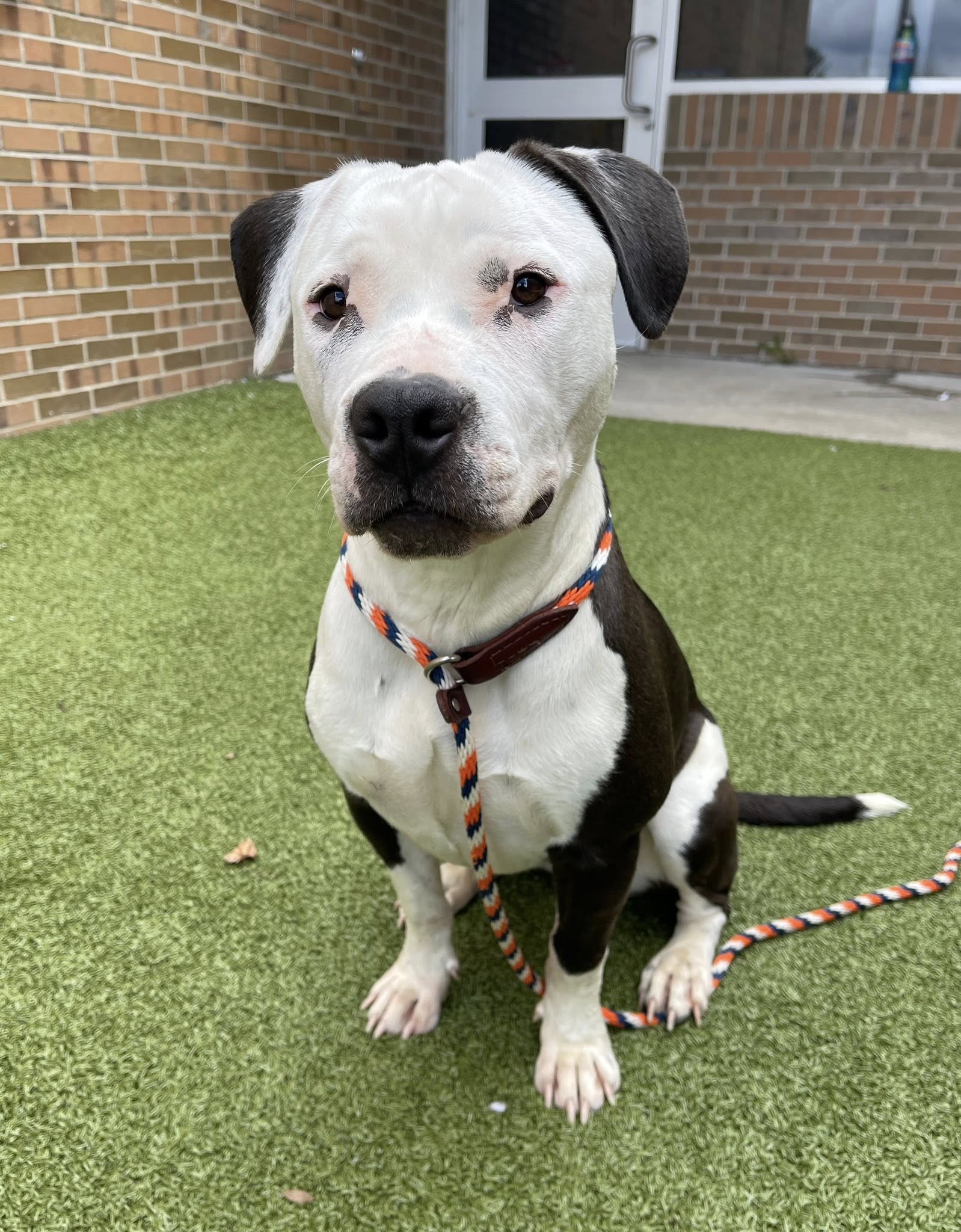 adopted black and white dog