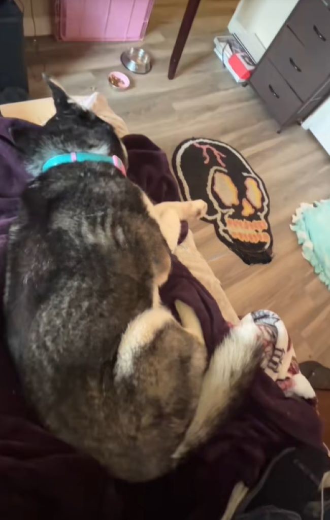 adopted dog laying down