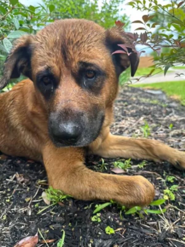 adorable brown dog laying down
