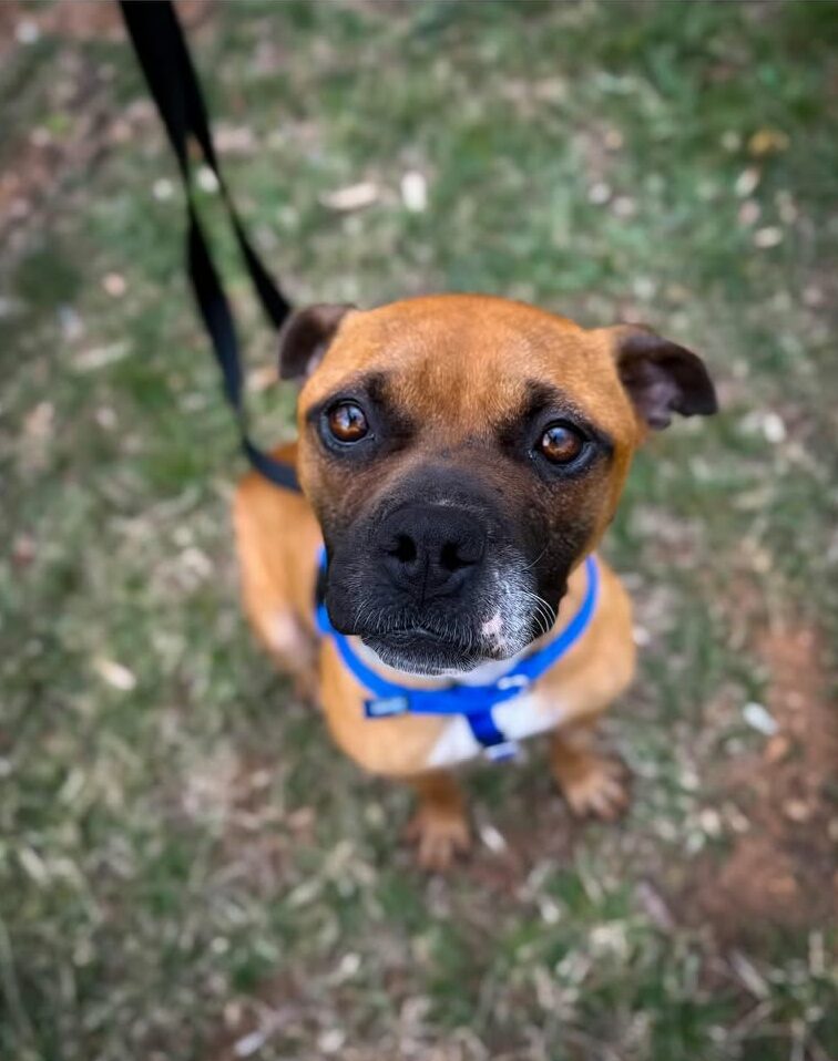adorable brown dog on leash