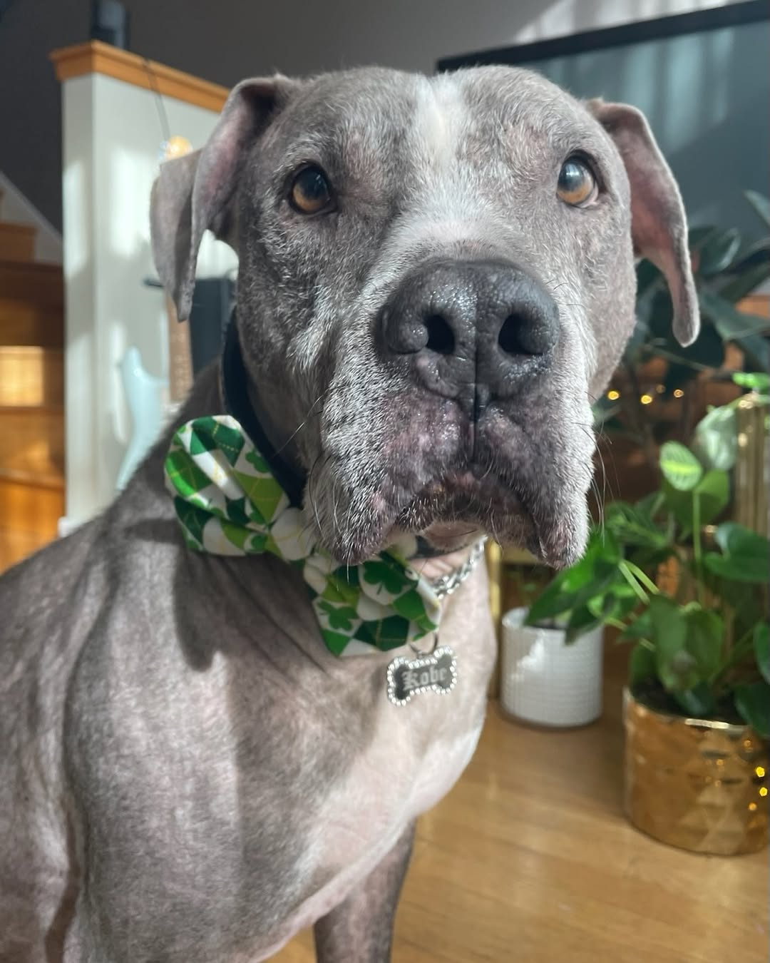 adorable gray dog