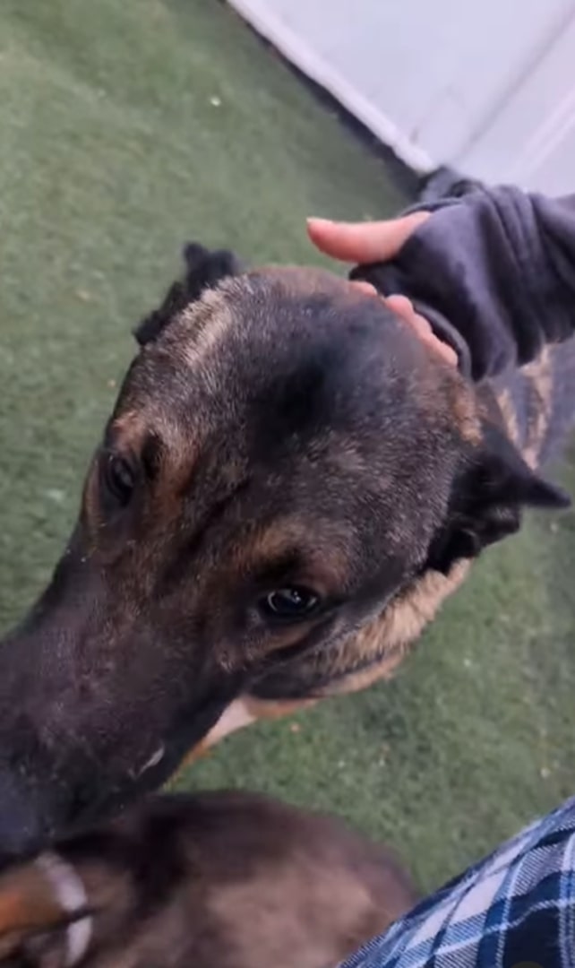 adorable senior dog