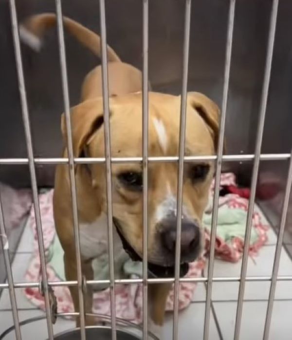 adorable shelter dog