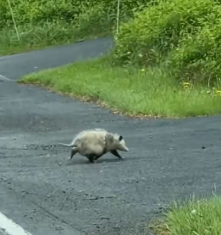 animal on road
