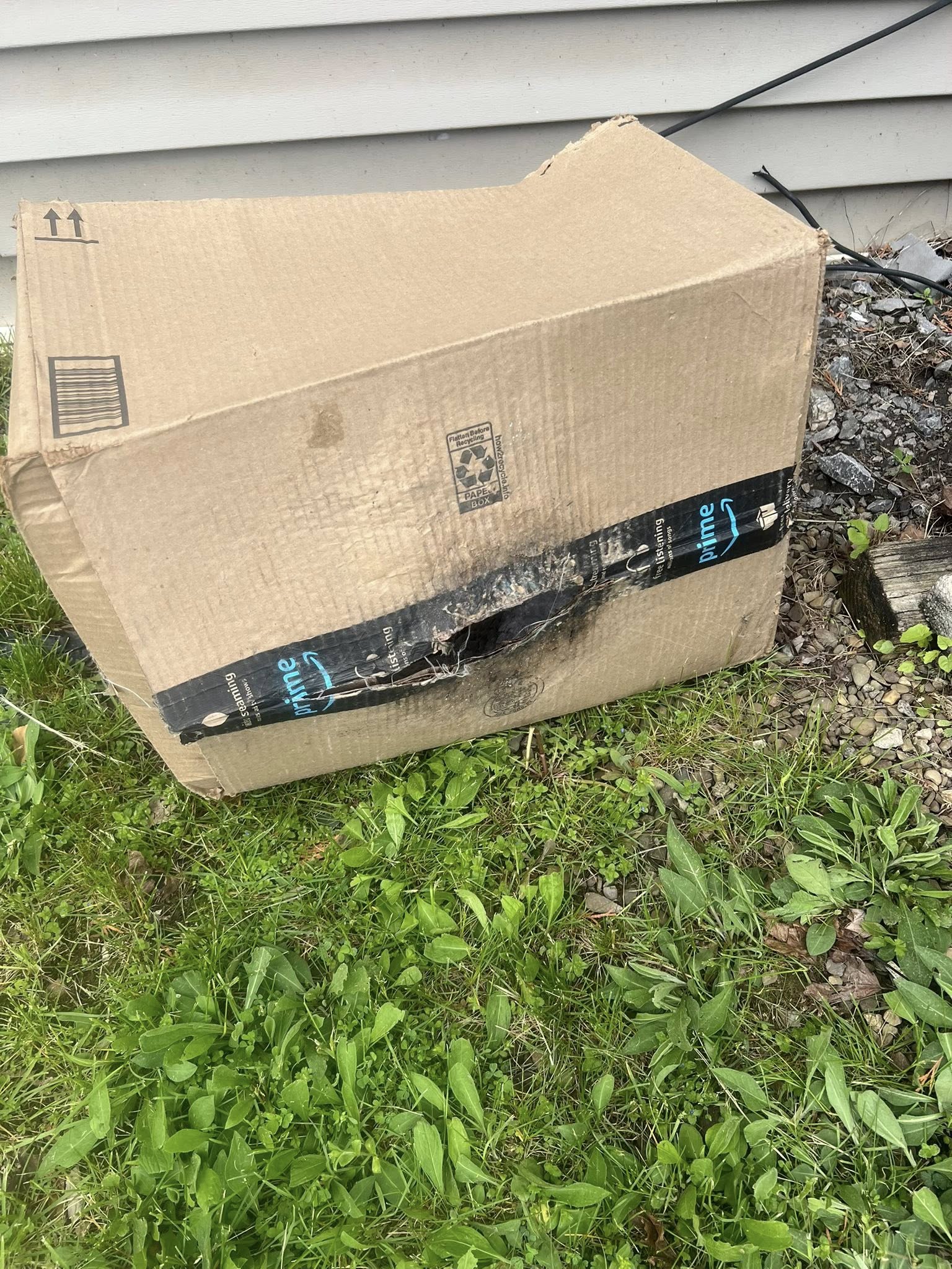 animals inside amazon box