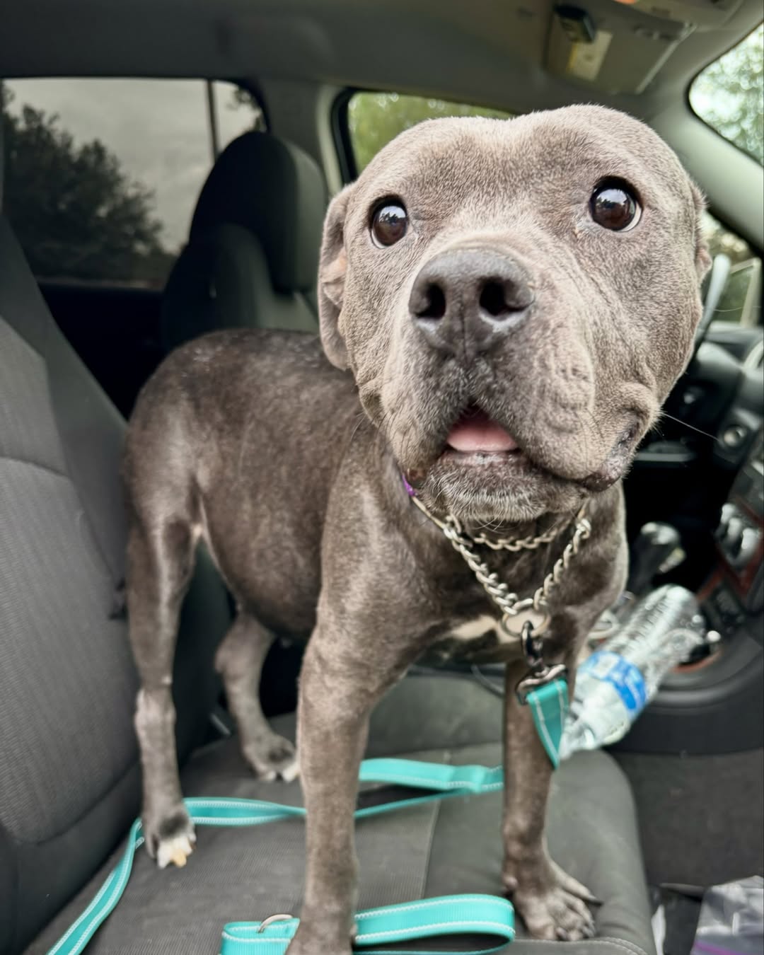 beautiful black dog in car