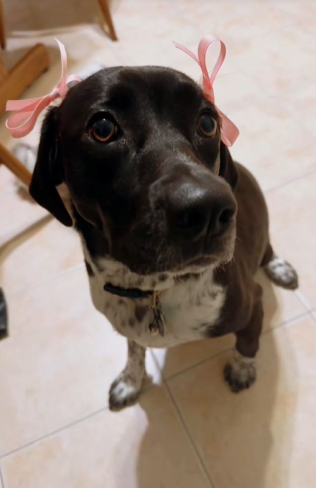 beautiful black dog