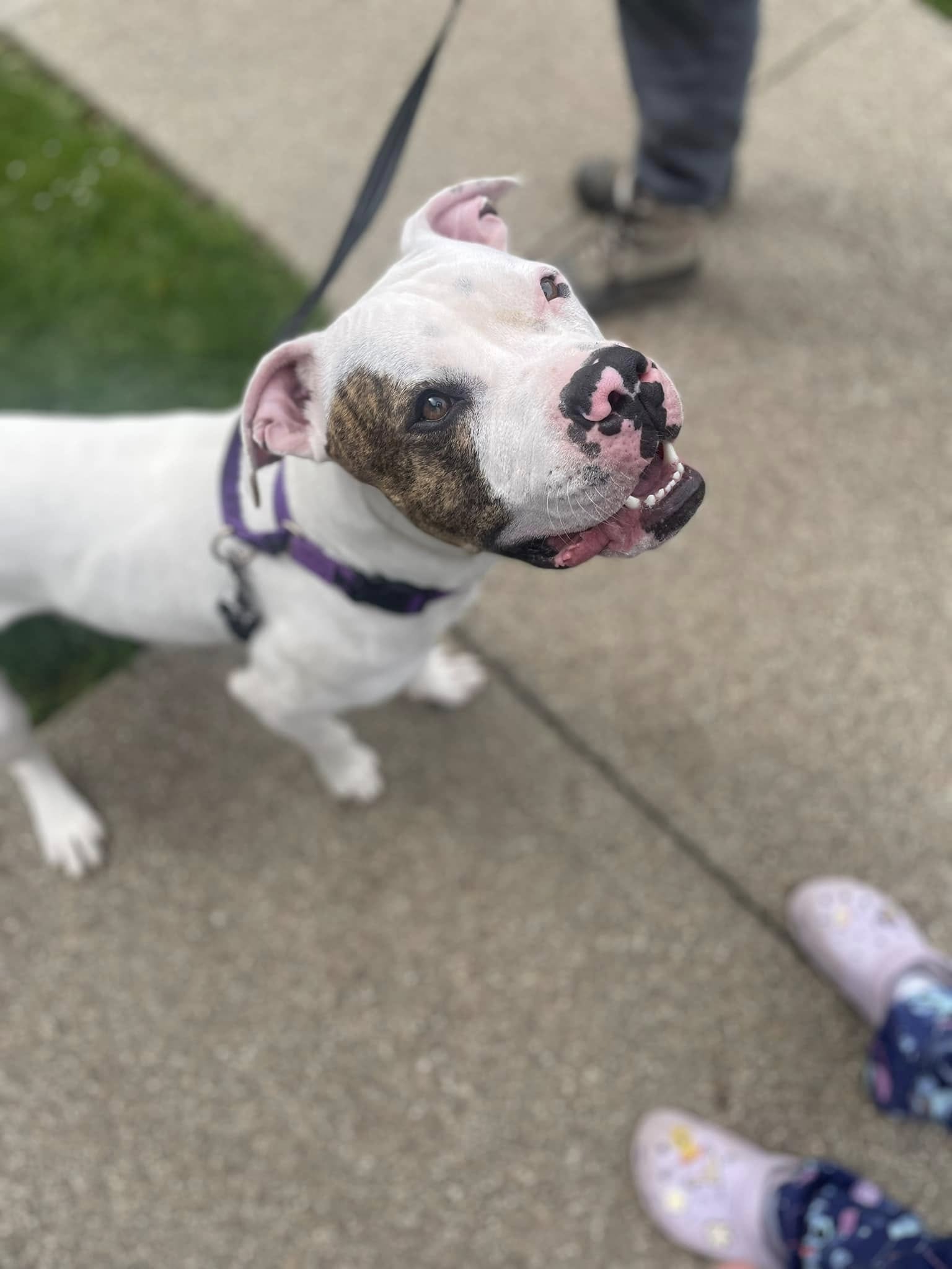 beautiful dog on leash