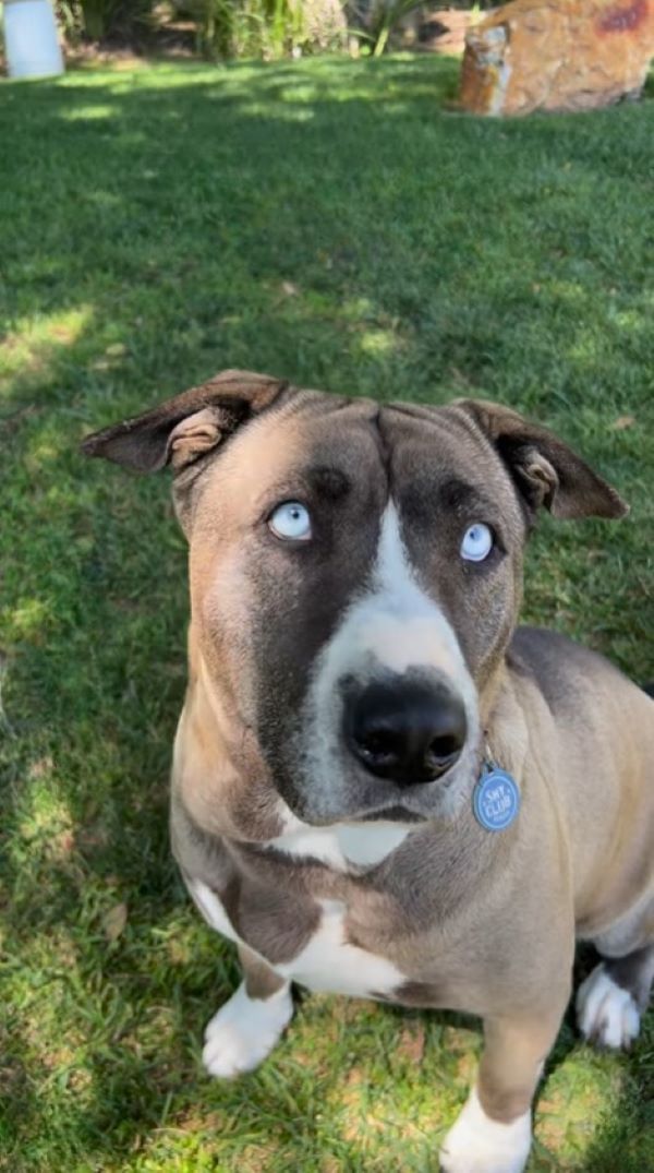 beautiful dog with blue eyes