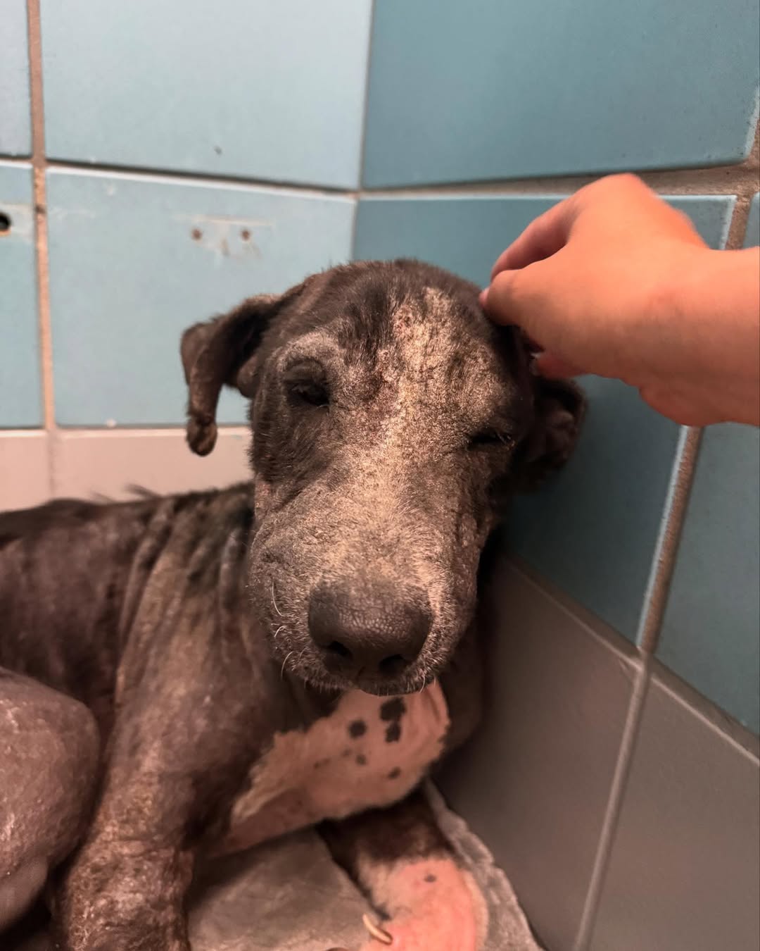 beautiful hairless dog