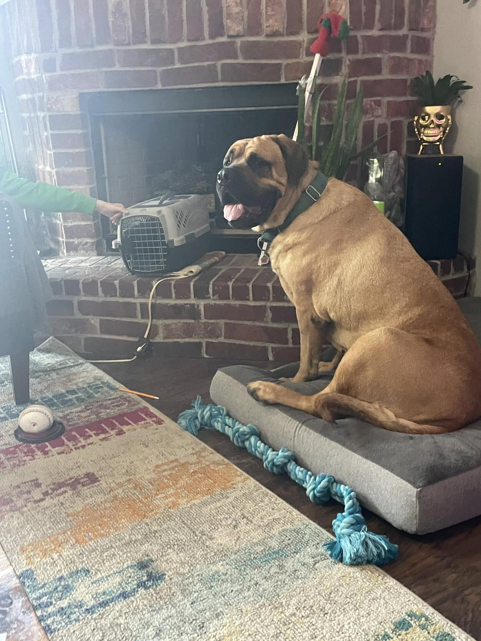 beautiful mastiff