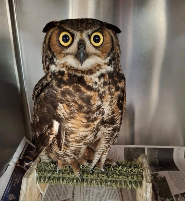 beautiful owl