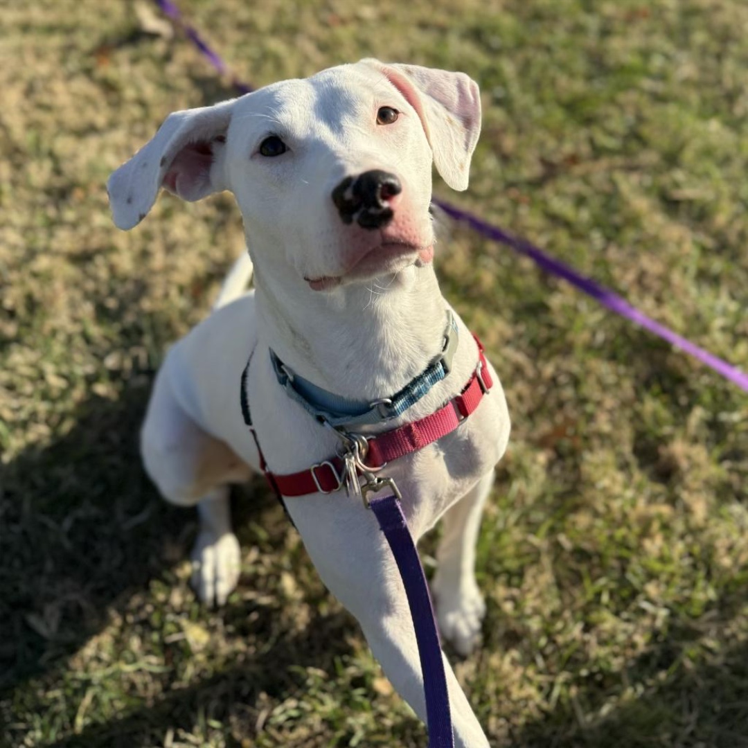 beautiful white dog