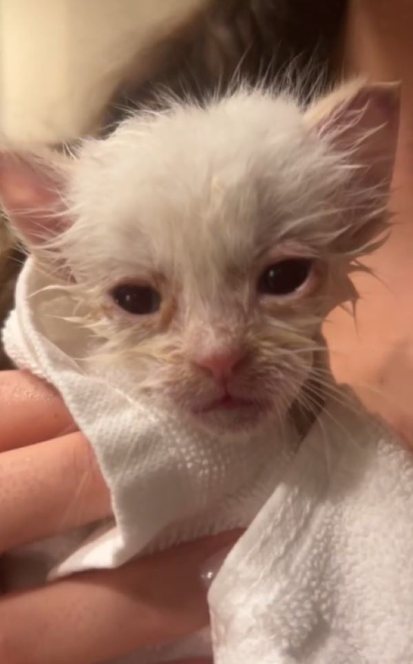 beautiful white kitten