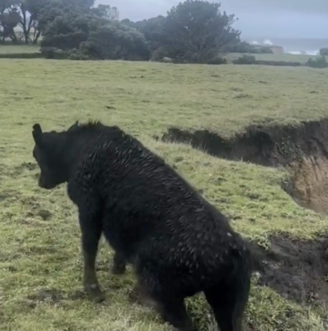 big black cow