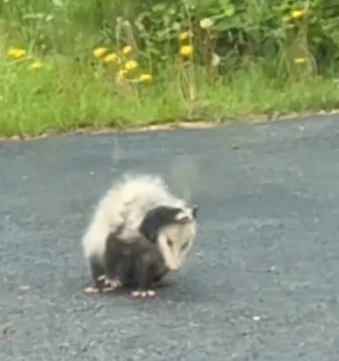 big opossum