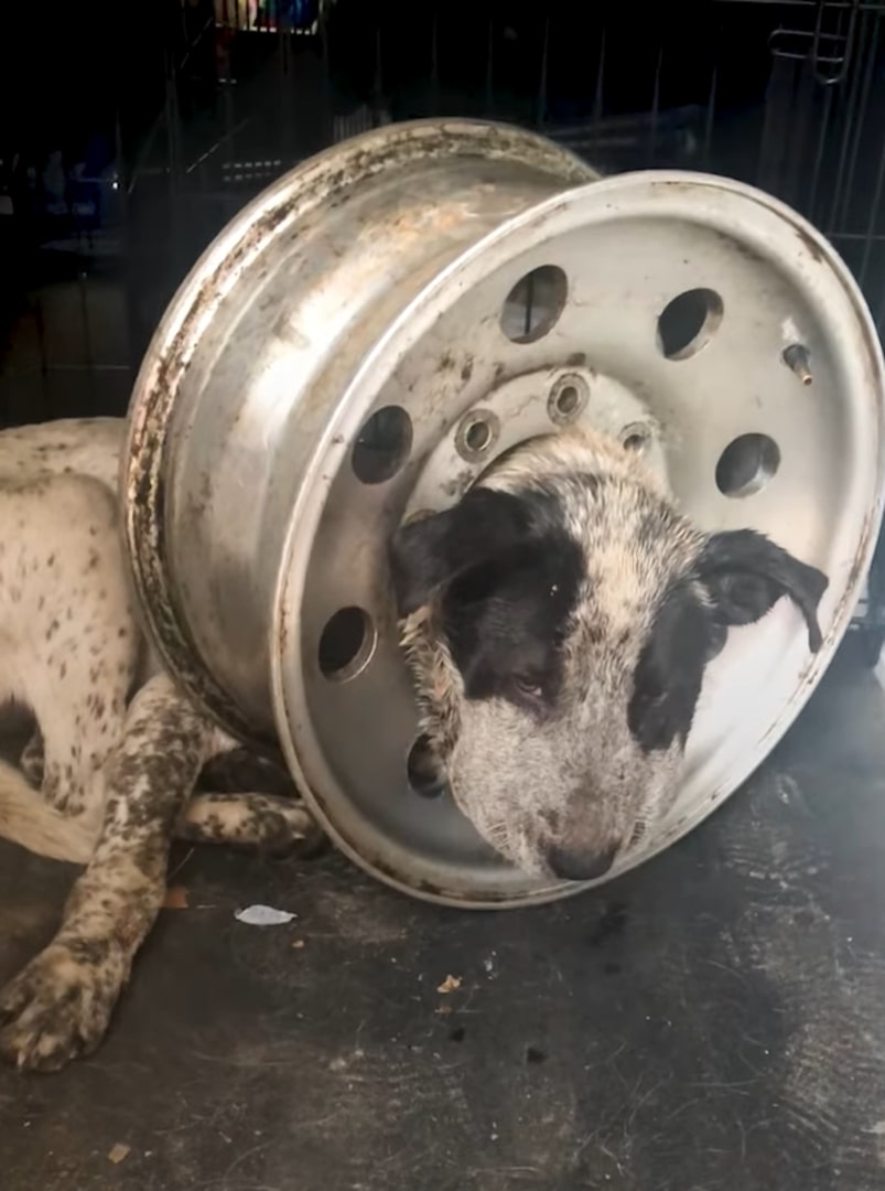 black and white dog stuck in rim