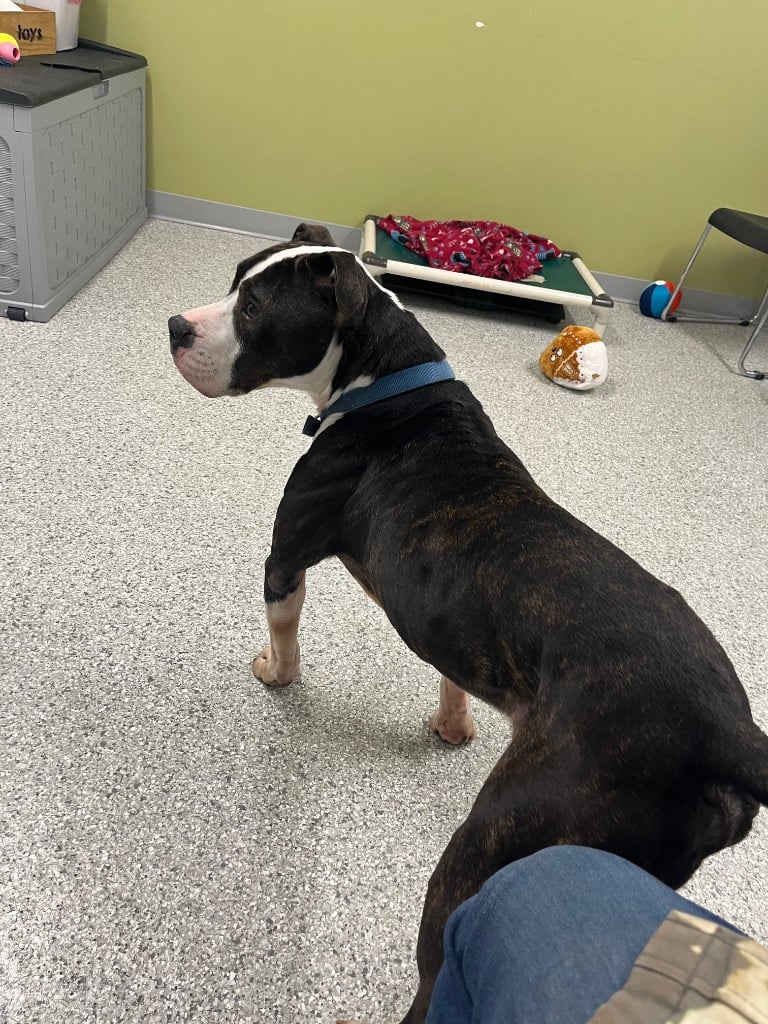 black and white shelter dog