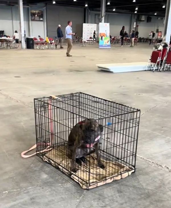 black dog in crate