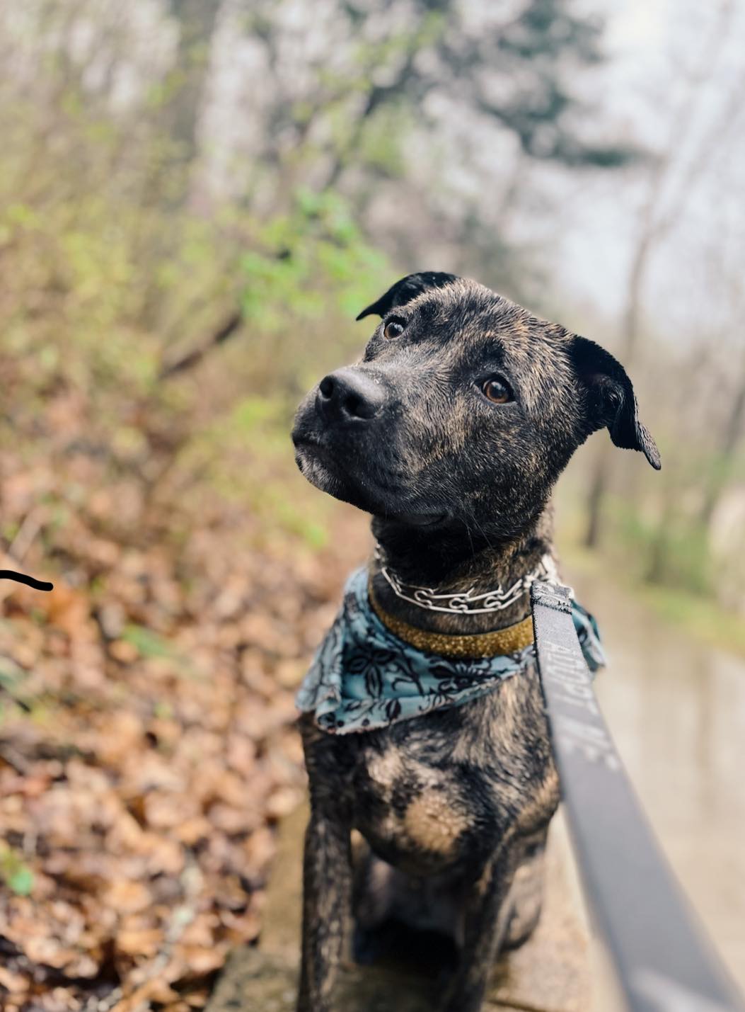 black dog in forest