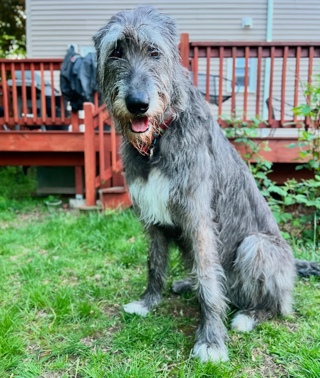 black dog in garden