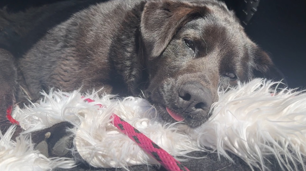 black dog laying down