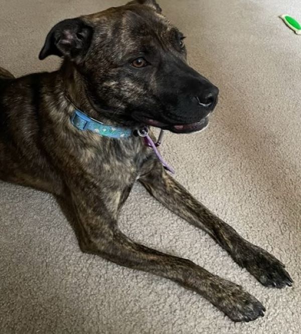 black dog laying on the floor