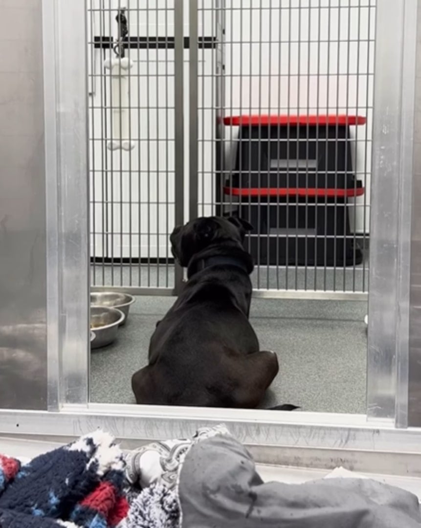 black dog sitting down