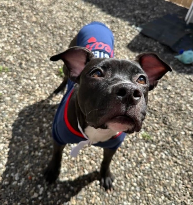 black dog with clothes on
