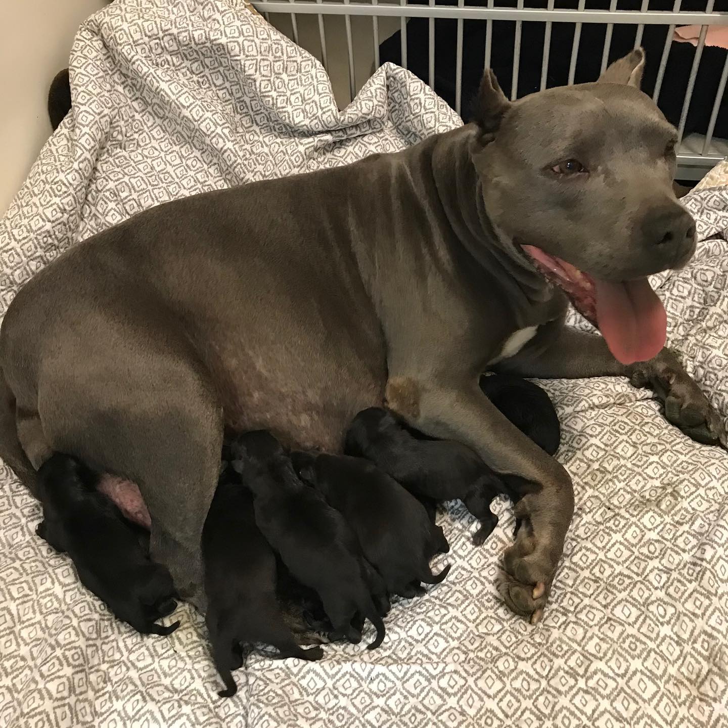 black mother dog feeding a puppies