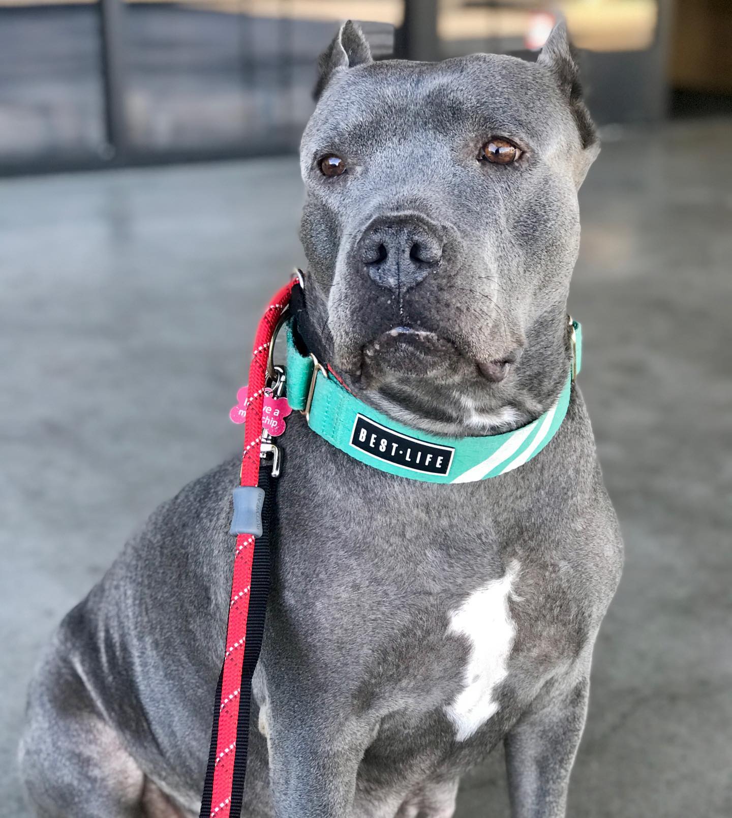 black mother dog