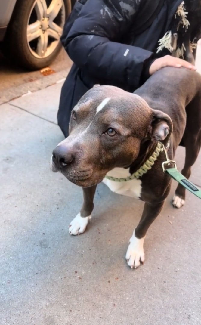 black pit bull