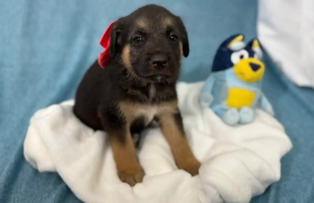 black puppy and toy